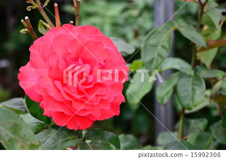 Rose Doveborborke Rose Doveborborke 15992308