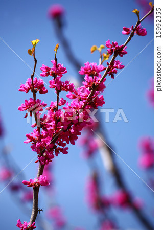 Hanazu Official Red Flower Hanazu Official Red Flower 15992355