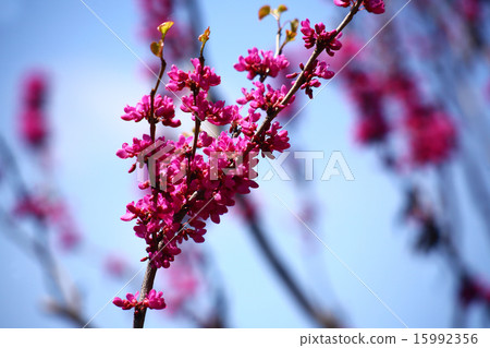 Hanazu Official Red Flower Hanazu Official Red Flower 15992356