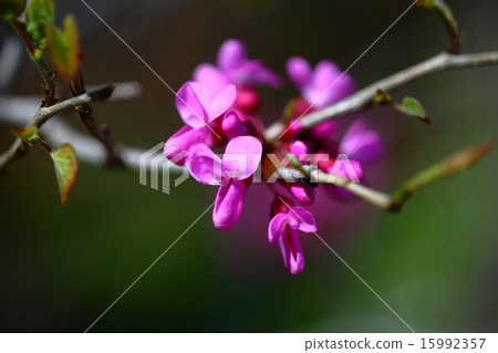 Hanazu Official Red Flower 15992357