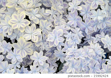 Hydrangea kaleidoscope (hydrangea from Shimane - Stock