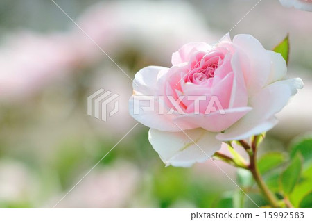 Rose (Maria Theresia) Rose (Maria Theresia) 15992583