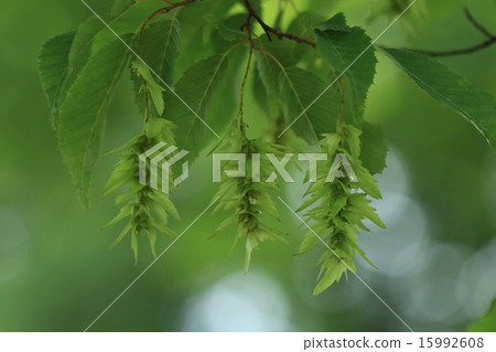 天然植物Inushida,5月份滴下的許多滴毛,這是以與論文①相比較而命名的 天然植物Inushida,5月份滴下的許多滴毛,這是以與論文①相比較而命名的 15992608