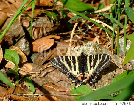 禮物蝴蝶 禮物蝴蝶 15992628