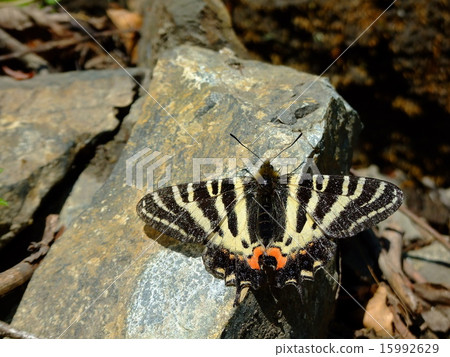 禮物蝴蝶 禮物蝴蝶 15992629