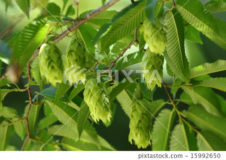 Natural plants bear fruit, Teruho seems to be fruit of hops rather than a puddle with perfect bracts (personal comment) 15992650