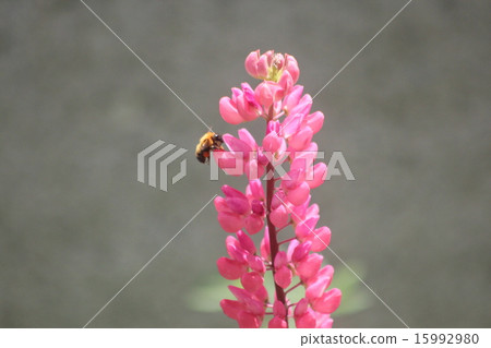 羽扇豆和蜜蜂 羽扇豆和蜜蜂 15992980
