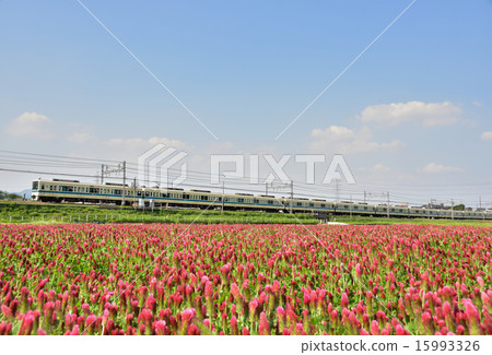 小田急線和深紅色三葉草 15993326