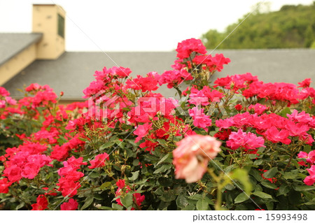 Awaji農場公園玫瑰英格蘭的小山 Awaji農場公園玫瑰英格蘭的小山 15993498
