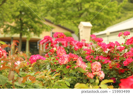 Awaji farm park rose of England's hill Awaji farm park rose of England's hill 15993499