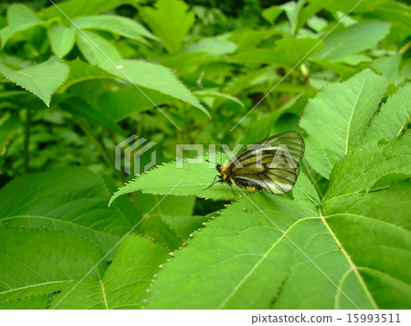 Abscess obsidian swallowing on the leaves 15993511