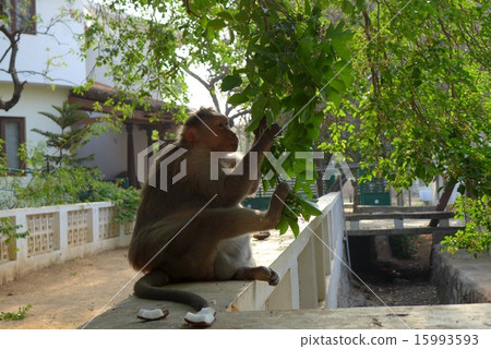 Monkeys in South India 15993593