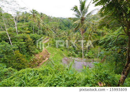 Gunung Kawi的水稻梯田 15993809