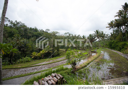 Gunung Kawi的水稻梯田 15993810