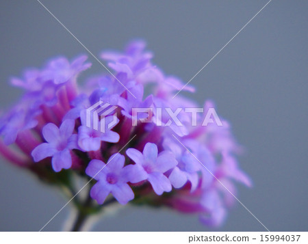 Three Scales Barbena Closeup 15994037