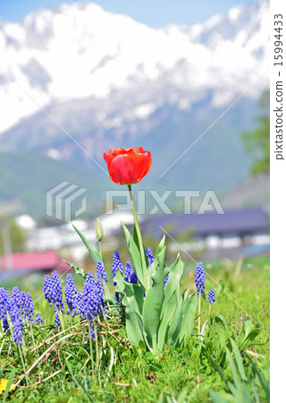Hakuba spring Hakuba spring 15994433