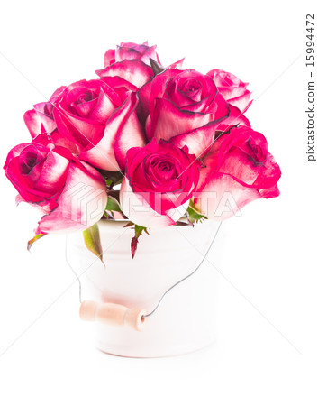 roses in the bucket roses in the bucket 15994472