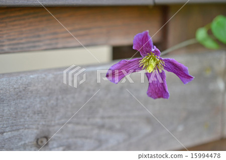 Clematis 15994478