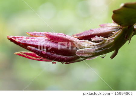 Peacock Cactus 15994805