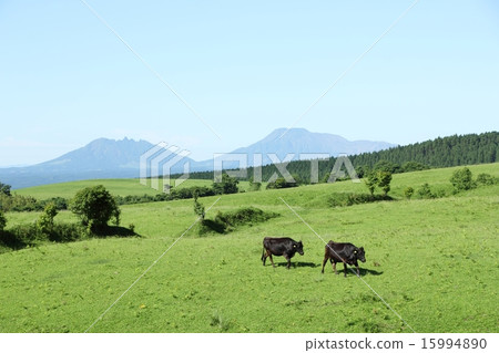 Grazing of Kuzumi Kogen and Mt. Aso Grazing of Kuzumi Kogen and Mt. Aso 15994890