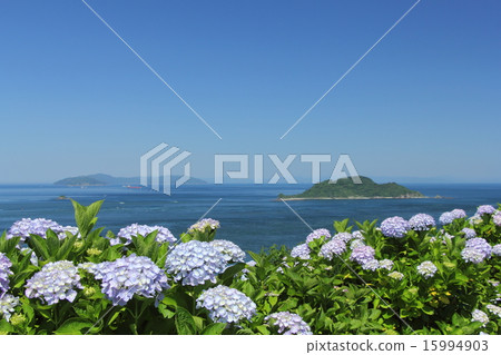Toyosu Channel and hydrangea 15994903