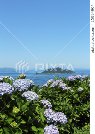 Toyosu Channel and hydrangea Toyosu Channel and hydrangea 15994904