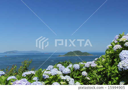 Toyosu Channel and hydrangea Toyosu Channel and hydrangea 15994905