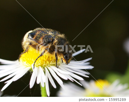 Hime Tiger Hanamuguri 15995289