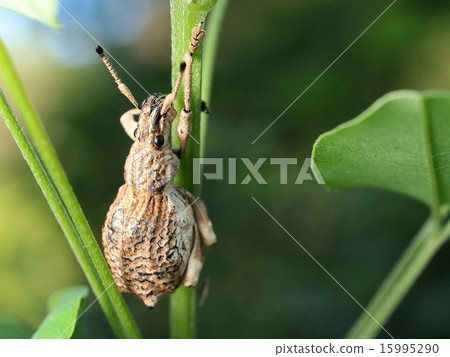 Shiloh玉米棒象鼻蟲 15995290