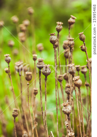 Dry poppy plant 15995468