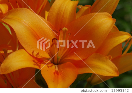 百合花 百合花 15995542