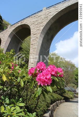 橋和杜鵑花 15995641
