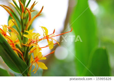Flowers of hedikium (coronarium) Flowers of hedikium (coronarium) 15995826
