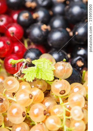 Currants types 15995900