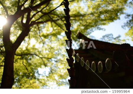 The blue maple of Bishamonto 15995964