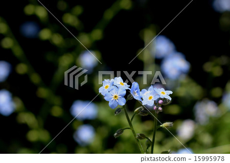 勿忘草屬 15995978