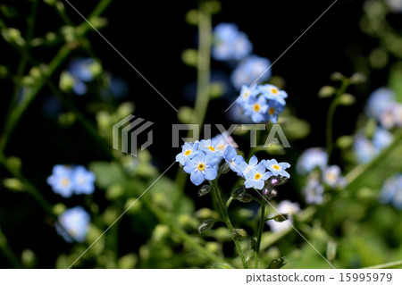 勿忘草屬 15995979