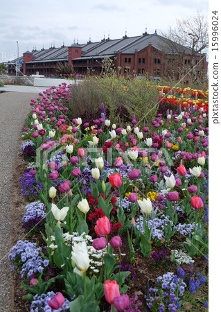 Minato Mirai in Yokohama 21 Red Brick Park Flower Field Minato Mirai in Yokohama 21 Red Brick Park Flower Field 15996024