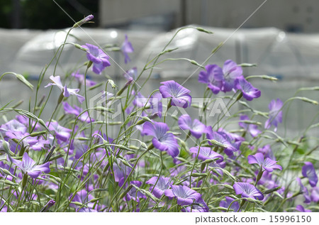 Agurosutenma Agurosutenma 15996150
