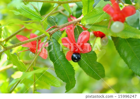 Mickey Mouse Tree 15996247