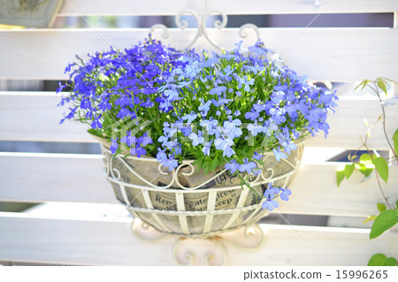 Lobelia籃子 15996265