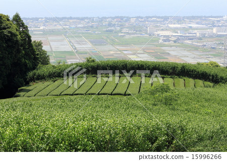 Green of the tea plantation 15996266
