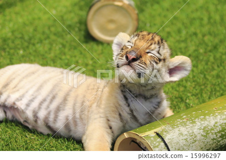 Tiger's baby Tiger's baby 15996297