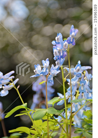 Ezoengosaku 15996389