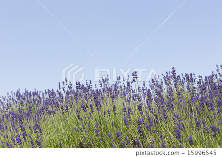 lavender 15996545