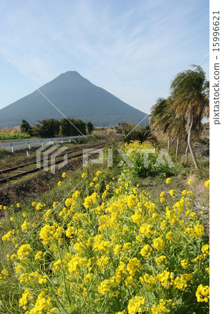 Kami-dake and Rape blossoms 15996621