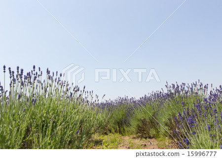 lavender 15996777