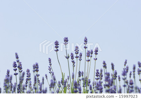 lavender 15997023