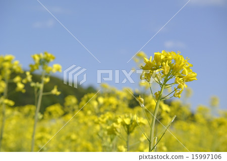 Inukunazuna that faces the sky 15997106