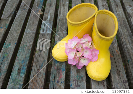Boots and hydrangeas Boots and hydrangeas 15997581